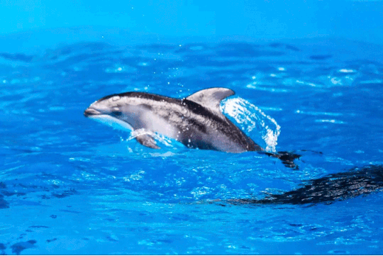 除了软萌可爱的小海豹外,上海海昌海洋公园还自主繁育了9只新生