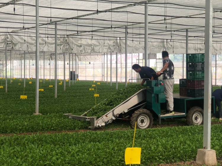 上午9 时30分,清美集团张家桥基地的鸡毛菜大棚里,两辆绿叶菜收割机在