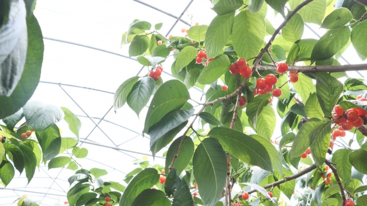 浦东迎来樱桃"采摘季" 带动乡村旅游热!