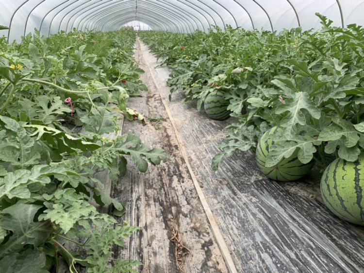 浦东南汇8424西瓜销售平稳部分滞销瓜正多渠道打开销路